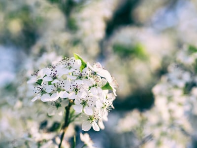 白花浅焦点摄影